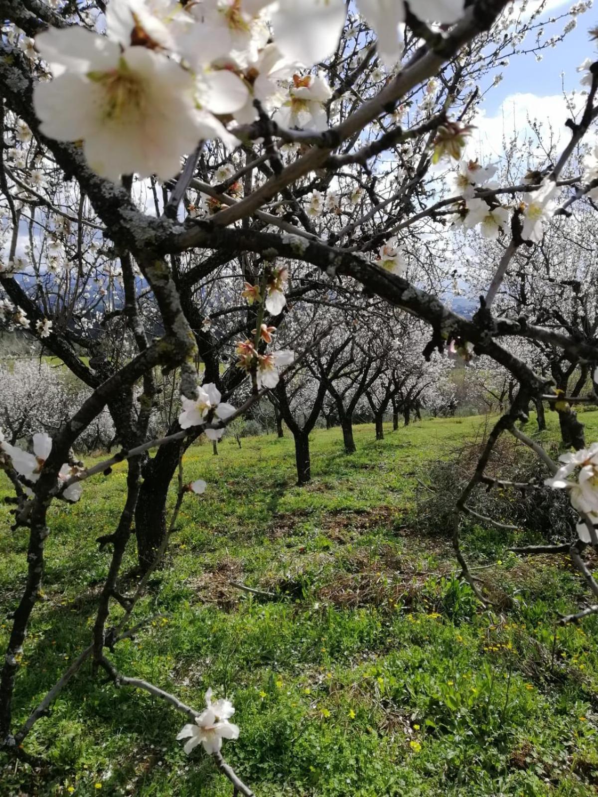 Agriturismo Vemi Villa Santa Sofia d'Epiro Luaran gambar